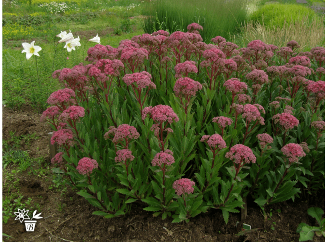 Sedum telephium ssp. fabaria